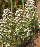Iberis umbellata. Соцветия с завязавшимися плодами и цветками. Белгородская обл., пос. Ракитное, ул. Сосновая, 2, в культуре. 29 июня 2022 г.