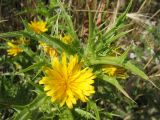 Scolymus hispanicus