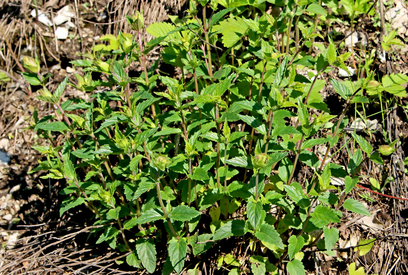 Image of Scutellaria supina specimen.