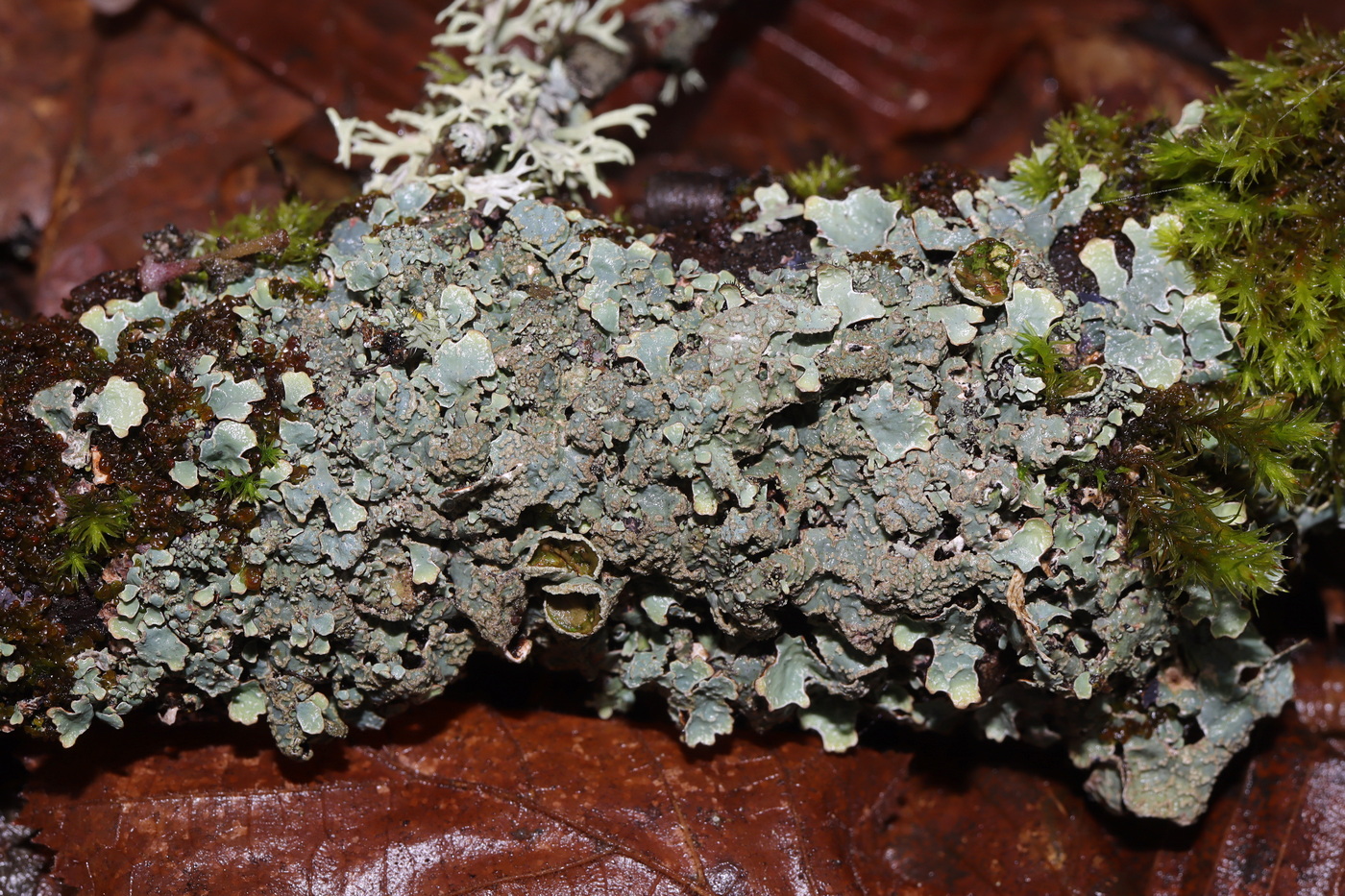 Изображение особи Parmelia sulcata.