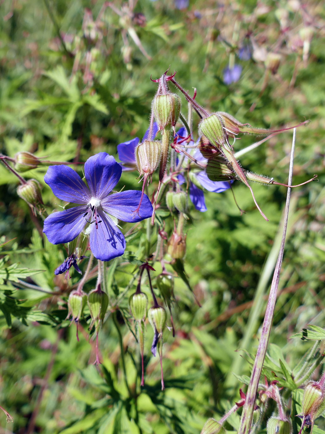 Изображение особи Geranium pratense.