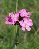 Dianthus andrzejowskianus. Соцветие (вид сверху). Ульяновская обл., Мелекесский р-н, окр. пос. Вишенка, Медвежий овраг, разнотравная степь на склоне. 06.06.2024.