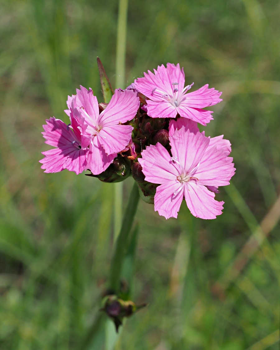 Image of Dianthus andrzejowskianus specimen.