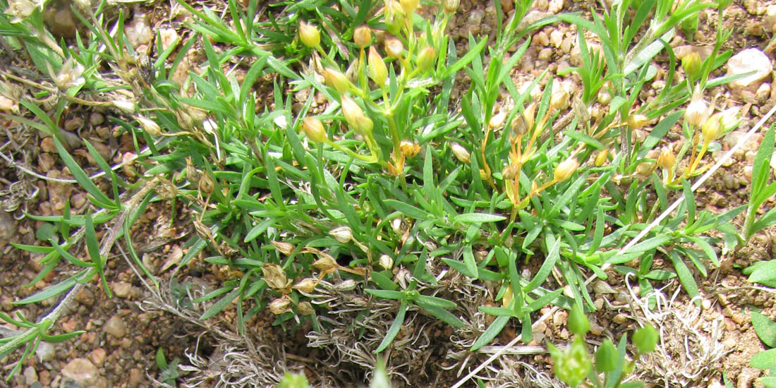 Image of Adenonema cherleriae specimen.