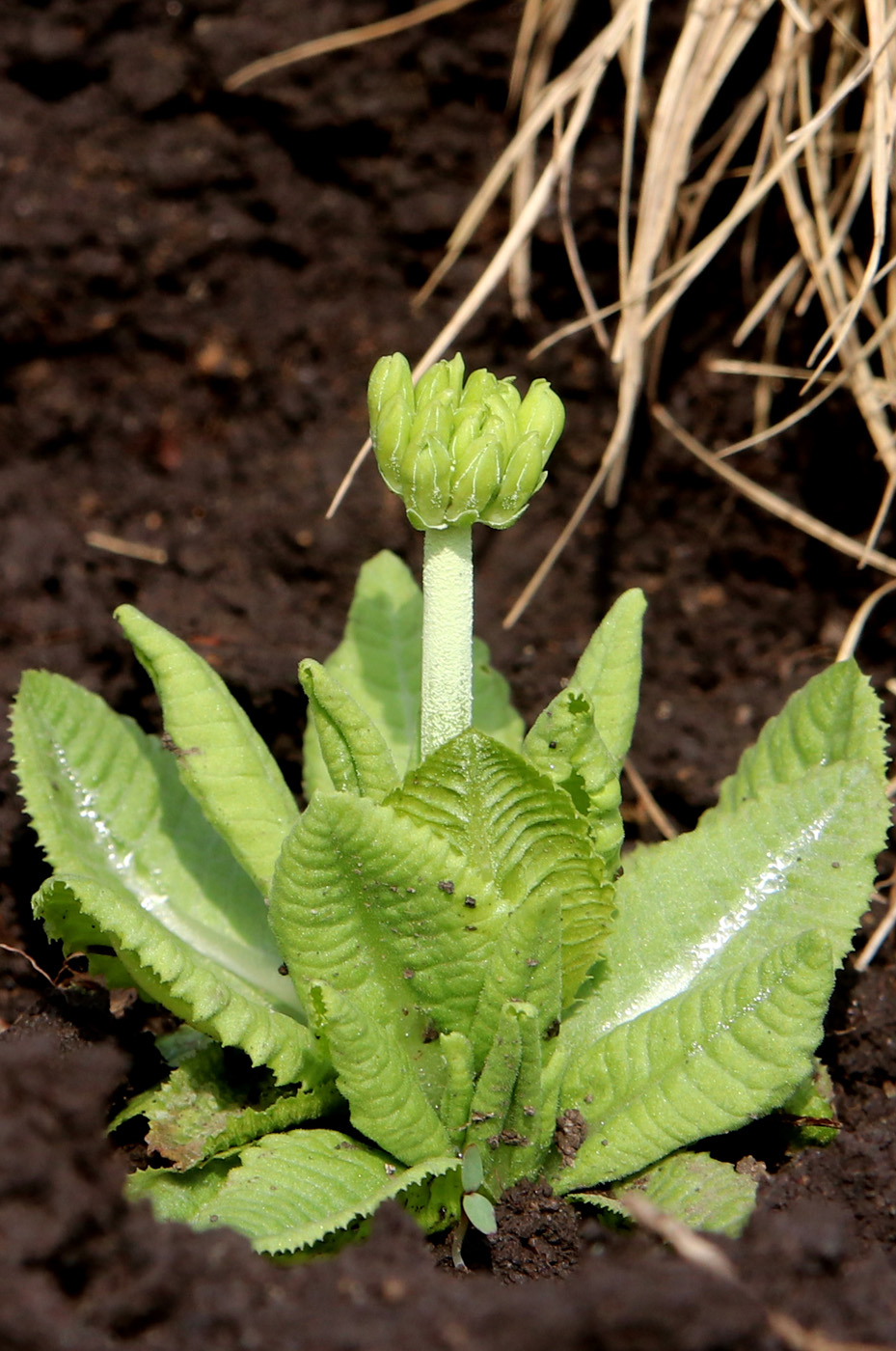Image of Primula denticulata specimen.