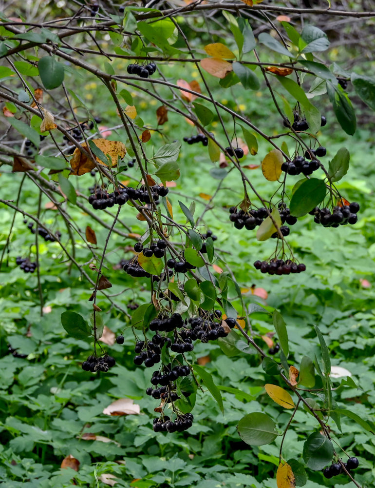 Image of &times; Sorbaronia mitschurinii specimen.