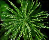 Equisetum arvense. Верхушка гуттирующей веточки. Московская обл., Раменский р-н, окр. дер. Хрипань, садовый участок. 25.05.2015.