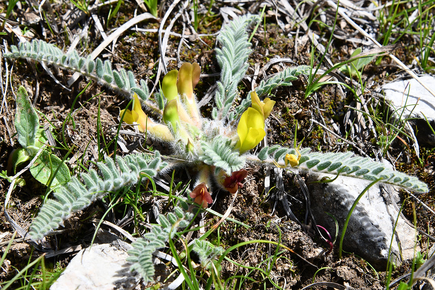 Image of genus Astragalus specimen.