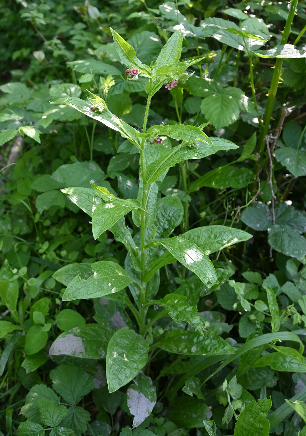 Image of Cynoglossum officinale specimen.