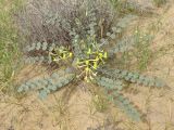 Astragalus flexus. Цветущее растение в сообществе с Carex. Узбекистан, Каракалпакстан, Кйзкеткен, равнина. 30 апреля 2026 г.