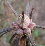 Image of taxon representative. Author is Геннадий Окатов