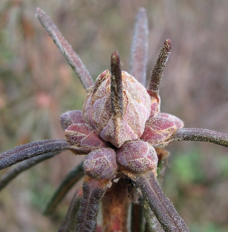 Image of Ledum palustre specimen.