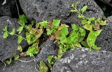 Delairea odorata. Побеги вегетирующего растения. Португалия, Азорские о-ва, о-в Сан-Мигел, р-н Агуа-де-Пау, каменистый пляж. 14.08.2025.