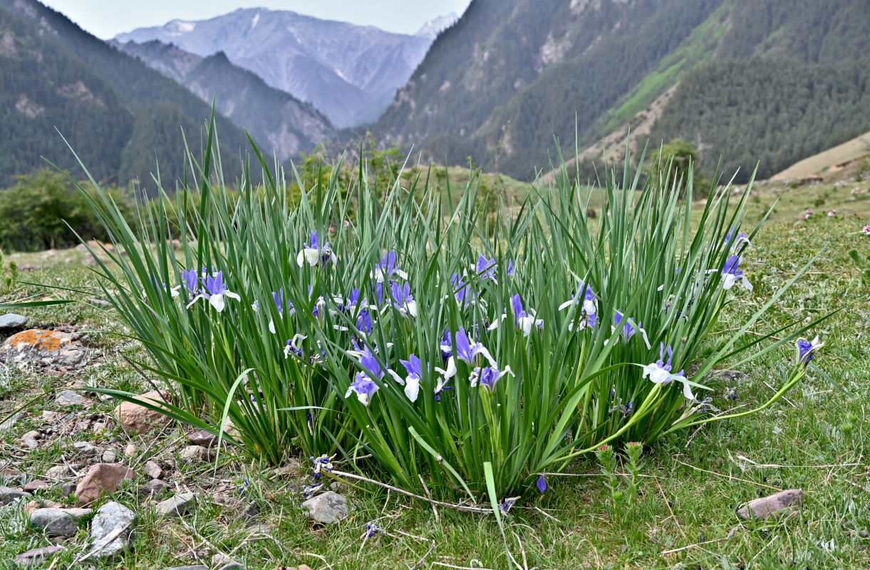 Изображение особи Iris lactea.
