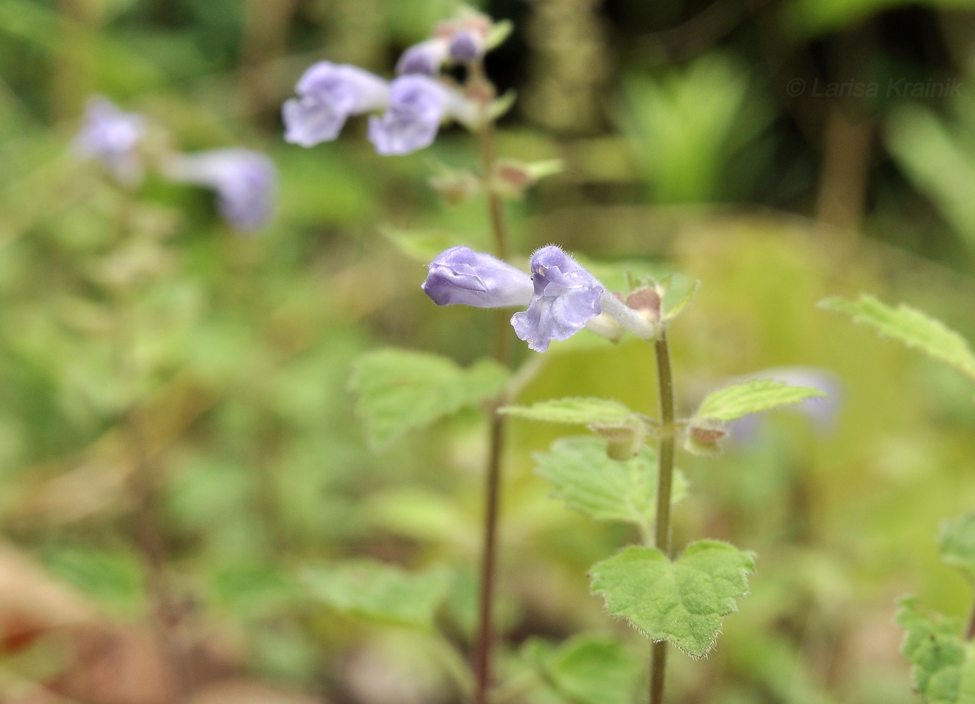 Image of Scutellaria dentata specimen.