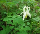 Aquilegia oxysepala. Верхушка побега с цветком (альбинос). Хабаровский край, р-н имени Лазо, верховье р. Ко, выс. ≈ 520 м н.у.м., долинный смешанный лес. 20.06.2026.