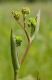 Ferula tatarica. Верхушка побега с бутонизируюшими соцветиями. Оренбургская обл., Саракташский р-н, Жёлтинский сельсовет, окр. хут. Султанбаево, луговая степь. 9 июня 2025 г.