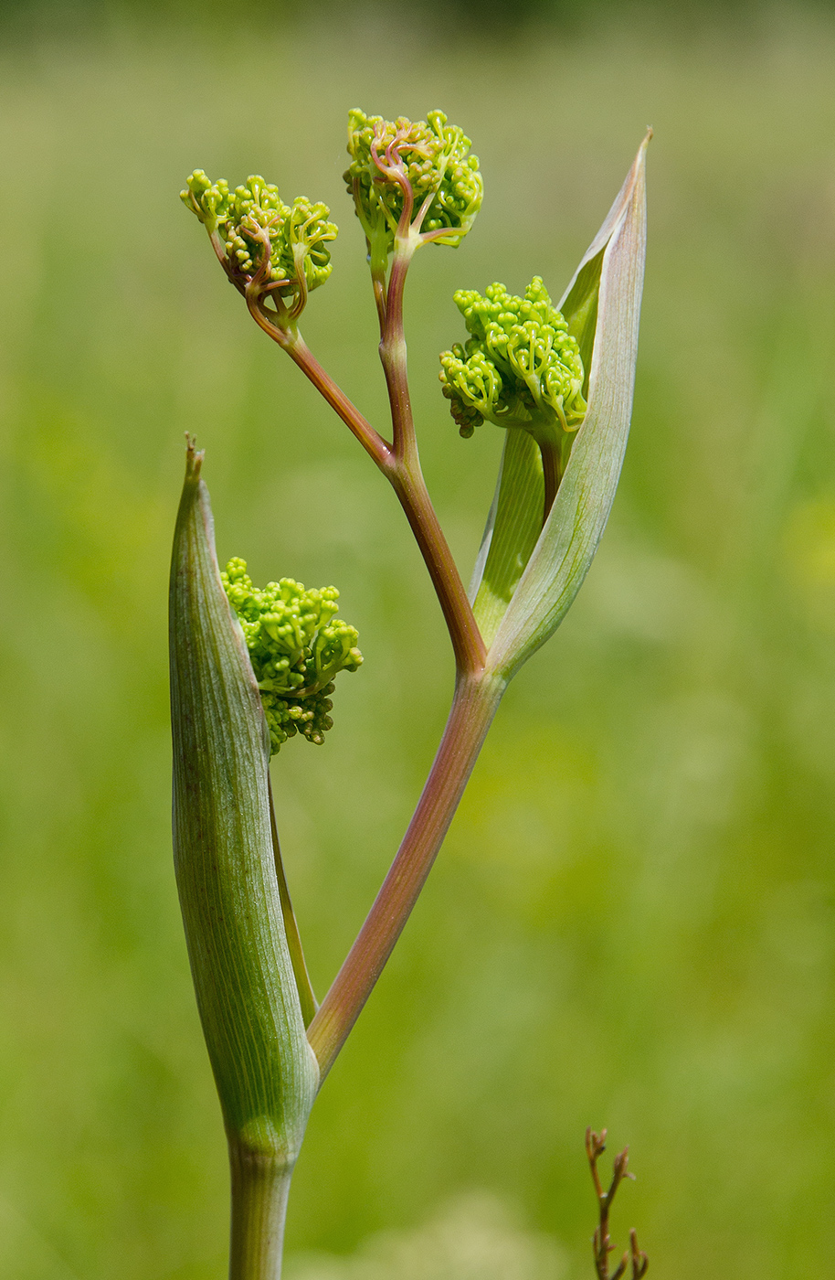 Image of Ferula tatarica specimen.