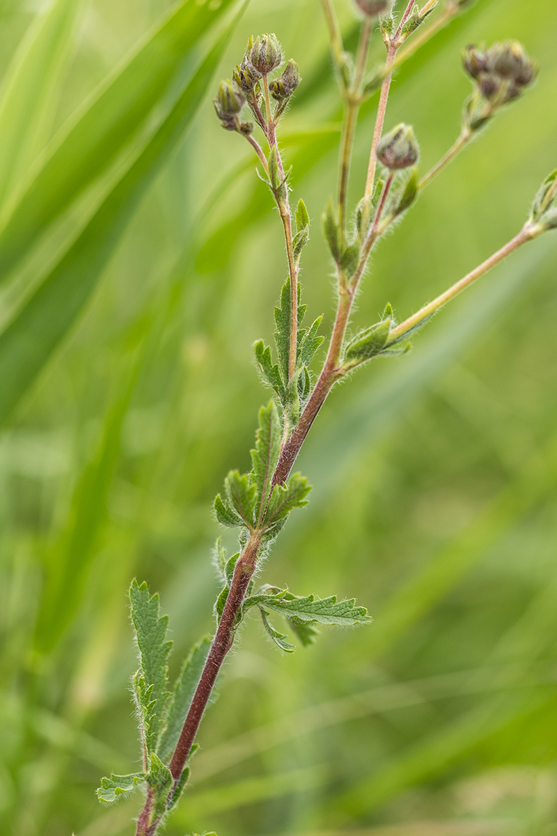 Изображение особи род Potentilla.