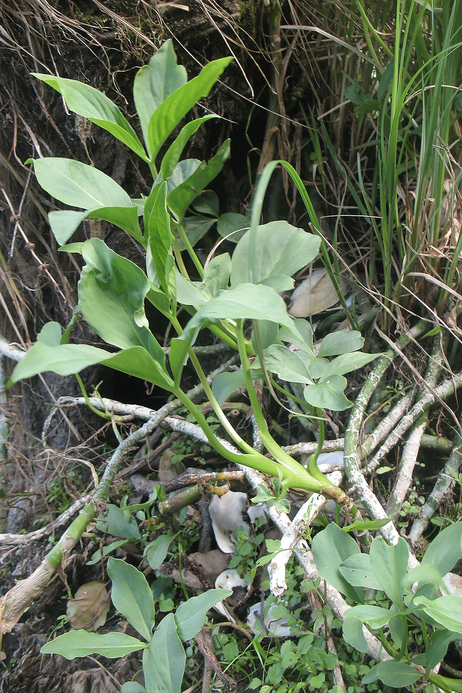 Изображение особи Menyanthes trifoliata.