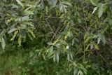 род Salix. Верхушки плодоносящих веточек. Турция, ил Артвин, р-н Шавшат, у крепости Шавшат, берег р. в 20 м от воды. 11 июня 2026 г.