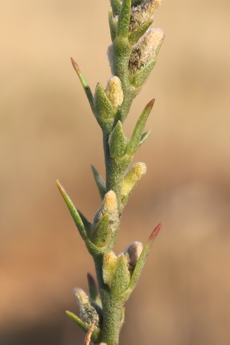Image of Thymelaea passerina specimen.