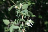 Lonicera tianschanica