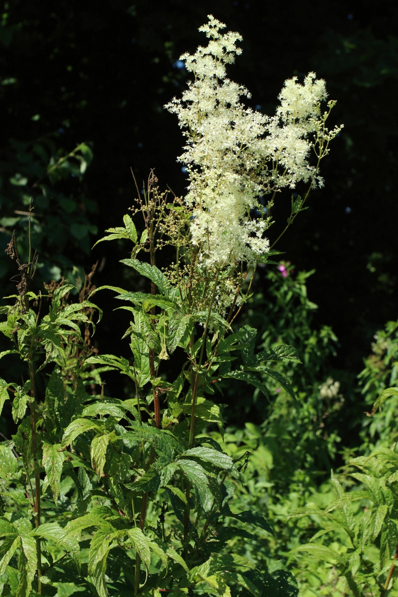 Image of Filipendula ulmaria ssp. denudata specimen.