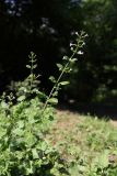 Clinopodium menthifolium. Побеги с соцветиями. Краснодарский край, м/о город-курорт Геленджик, окр. с. Возрождение, дол. р. Ятликова Щель, опушка широколиственного леса. 8 августа 2026 г.