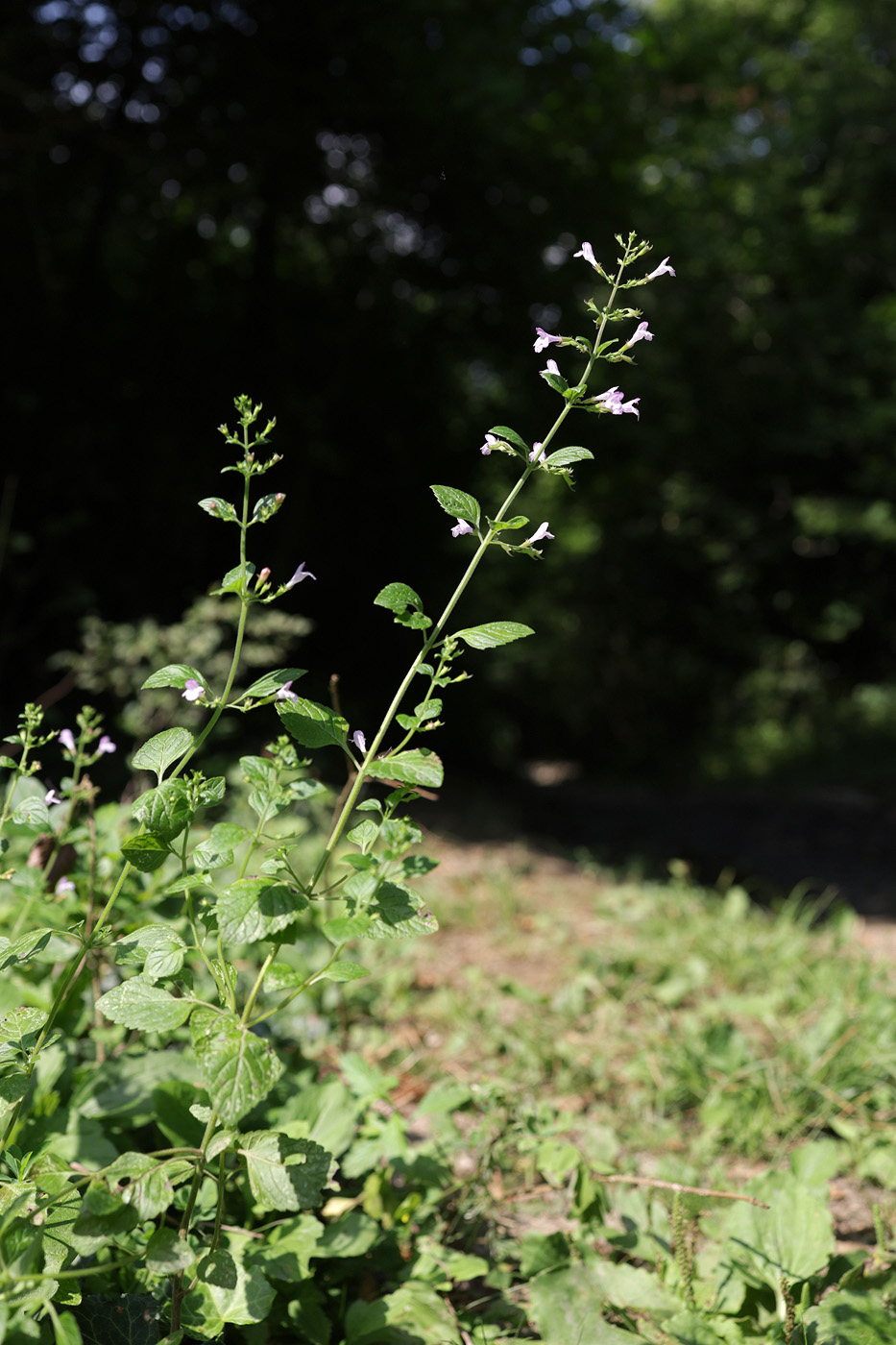 Image of Clinopodium menthifolium specimen.