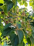 Paulownia tomentosa