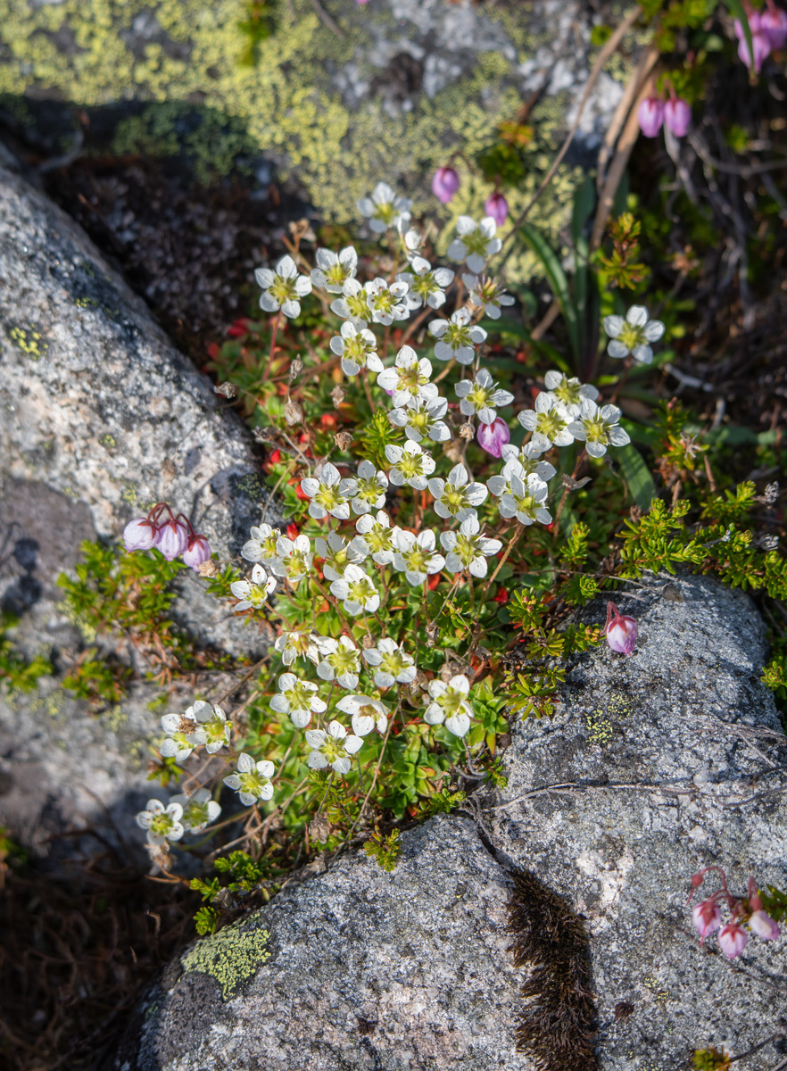 Image of genus Minuartia specimen.