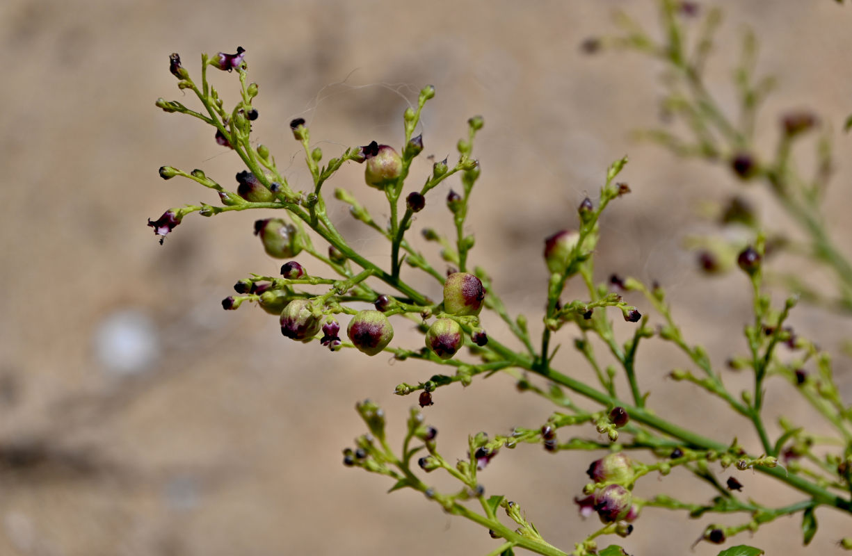 Изображение особи Scrophularia frutescens.