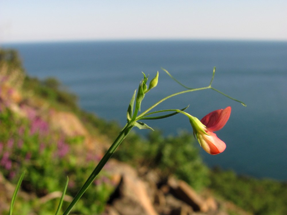 Изображение особи Lathyrus setifolius.