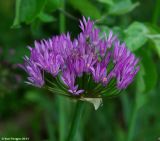 Allium cupuliferum