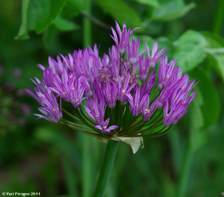 Image of Allium cupuliferum specimen.