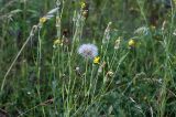 Tragopogon orientalis