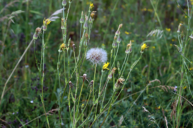 Изображение особи Tragopogon orientalis.