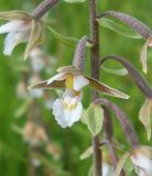 Epipactis palustris. Цветок. Новосибирская обл., Искитимский р-н, пгт Линёво, окраина тростникового болота. 1 июля 2011 г.