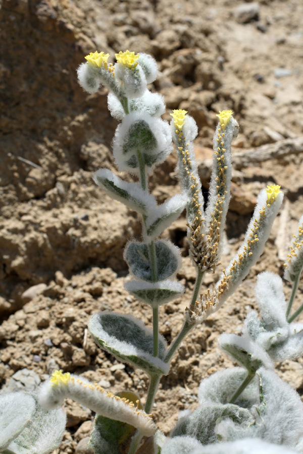 Image of Heliotropium bucharicum specimen.