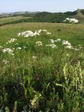 Pyrethrum corymbosum