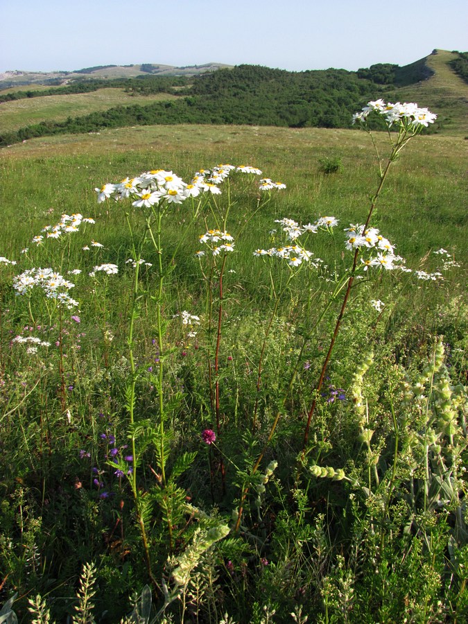 Изображение особи Pyrethrum corymbosum.