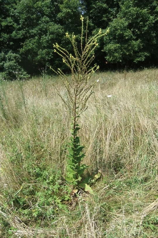 Image of Verbascum pyramidatum specimen.
