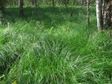 Carex appropinquata. Заросли. Архангельская обл., Вельский р-н, окр. пос. Усть-Шоноша, заболоченный лес. 15.07.2011.