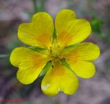 Potentilla aurea. Отцветающий цветок. Украина, Ивано-Франковская обл., Надворнянский р-н, природный заповедник \"Горганы\", горный луг. 16 июня 2011 г.