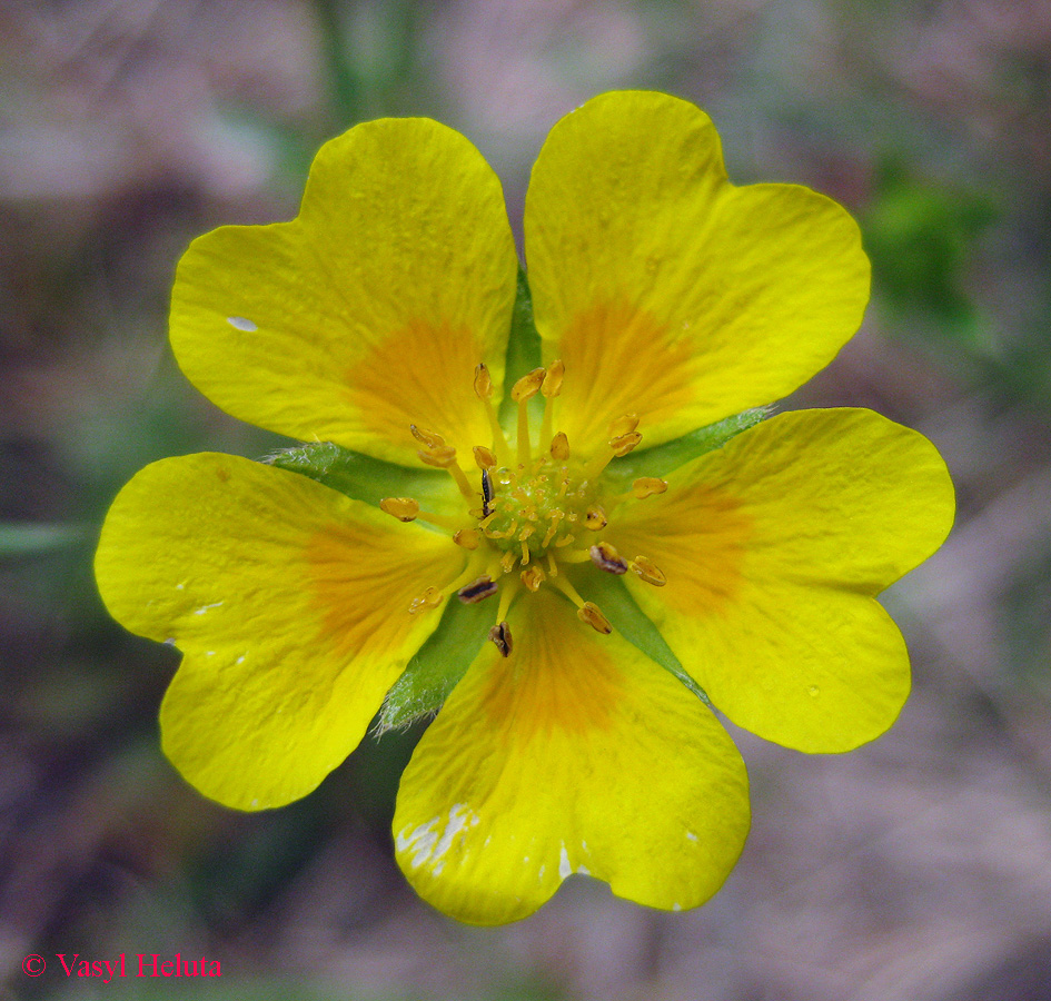 Изображение особи Potentilla aurea.