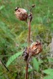 Pedicularis sceptrum-carolinum. Часть прошлогоднего побега с коробочками. Свердловская обл., окр. г. Североуральск, южная окраина Колонгинского водохранилища, болото. 01.08.2011.