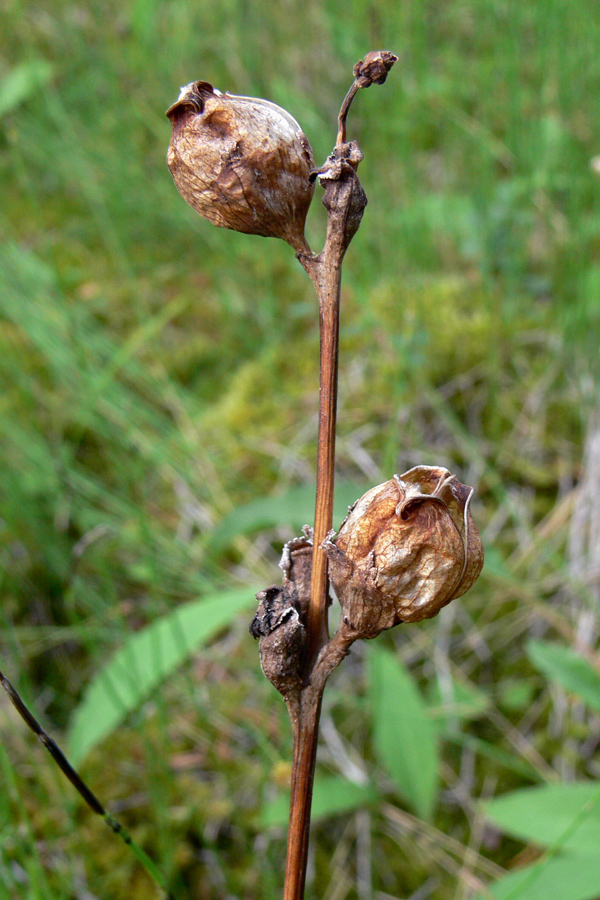 Image of Pedicularis sceptrum-carolinum specimen.