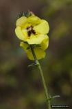 Verbascum blattaria