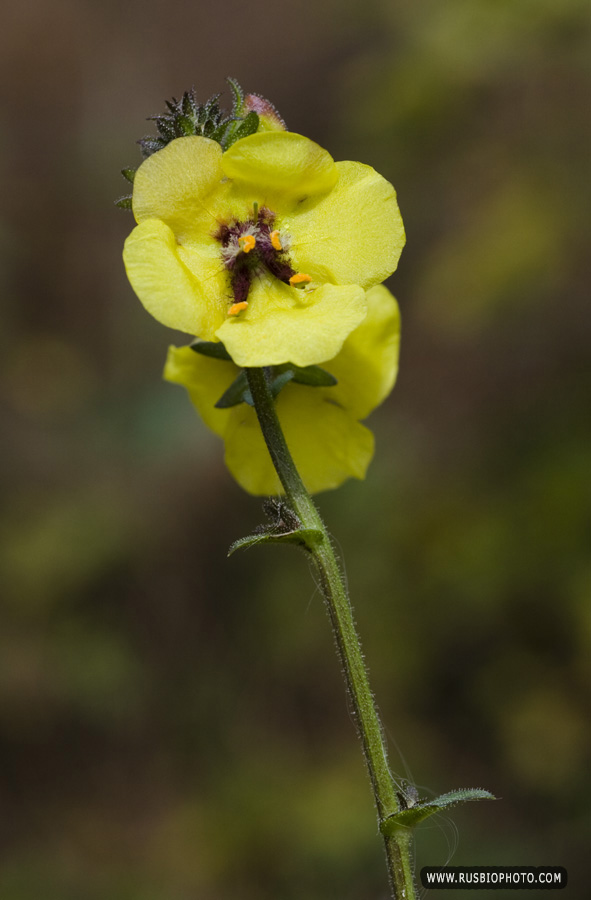 Изображение особи Verbascum blattaria.